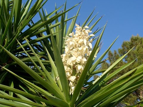 Parassiti su una yucca se è necessario avvelenare vermi per ... Come potare il tronchetto della felicità