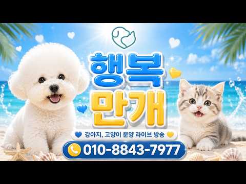 ✨️ 강아지분양 라이브 힐링방송???? 사랑먹고 자란 우리 아가…
