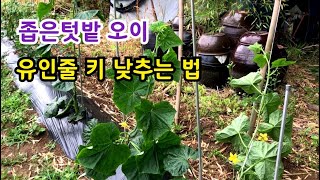 좁은 텃밭 오이 유인줄 이동하여 키 낮추기