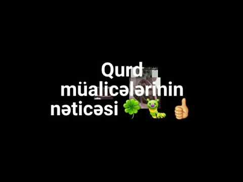 I lyambliya sono vermi o Gamberetti come helminths