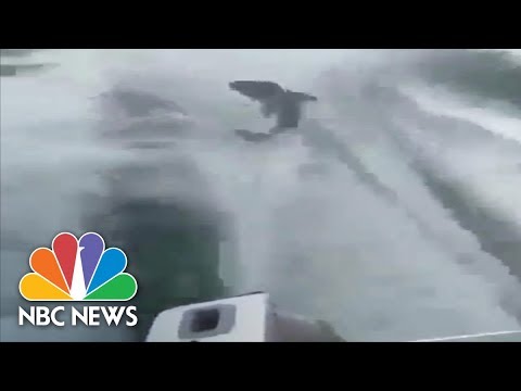Police Charge Men With Animal Cruelty After Shark Dragging Video | NBC News