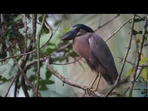 The Birds of Belize DVD - Version 8 - Video of 277 Species