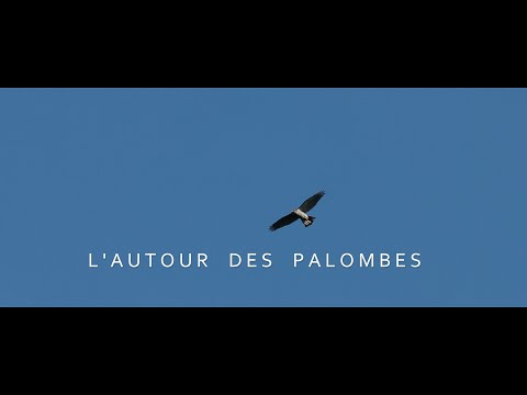 L'ESPRIT DE LA FORÊT : L'Autour des Palombes - Le Film - Bande-Annonce 2