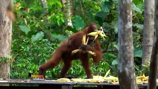 Download lagu Melihat Kehidupan Orangutan Dari Dekat | JEJAK PETUALANG mp3