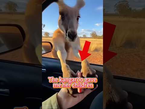 The kangaroo gave me her children