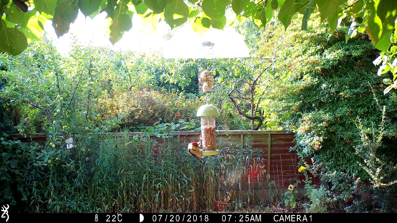 Woodpecker, Blue Tits and Great Tits on Birdfeeder ST5 8ED IMG 0104