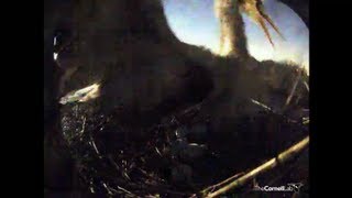 Great Horned Owl attacks Great Blue Heron in Sapsucker Woods