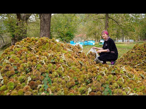 Chestnut Harvest in Azerbaijani Village - How to make Chestnut Dessert?