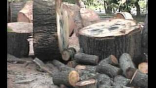 preview picture of video 'My 100 Year Old Oak Tree Cut Down'