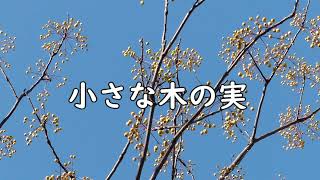 Download lagu 小さな木の実（オカリナ）～ ジョルジュ・ビゼー ～ mp3