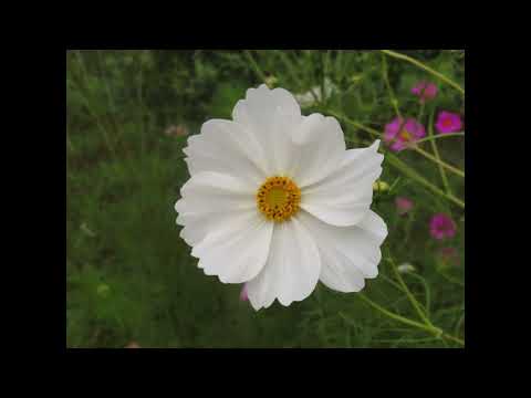 Natuurtuin Hoofdstraat 2022