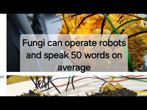Fungi can operate robots and speak 50 words on average