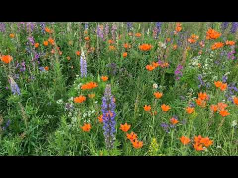 Day 61 / Stage 47: Sorsele — Vilhelmina