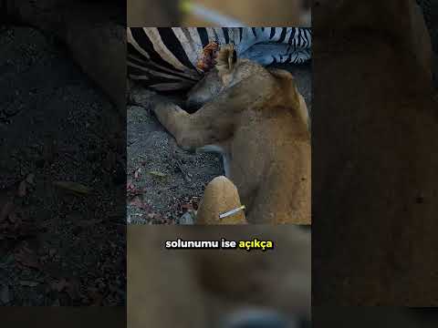 Kara Mamba Aslanı Isırınca..