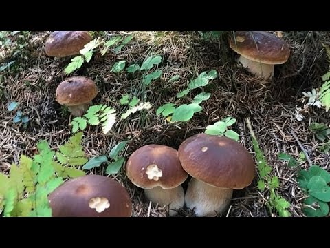 FUNGHI PORCINI | Pioggia di funghi!