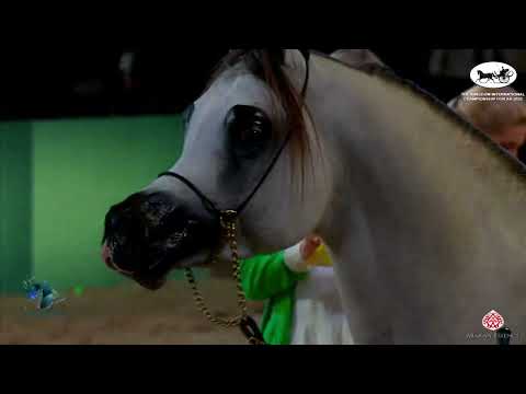 N 305 JARRAH ALMUAWD   The Kingdom International Championship For AH 2022   Colts 3 Years Old Class