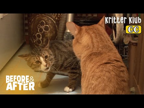 Every Day Is War For These Cats But It Turns Out… *Shocking Twist | Before & After Makeover Ep 64