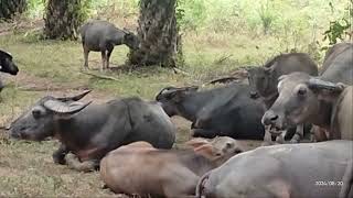 Ngumpul Semua hampir nda muat kubangan