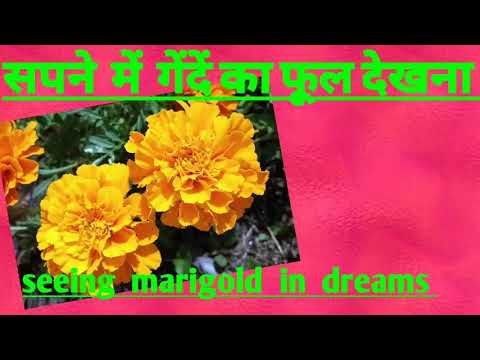 sapne me gende ka phool dekhnaसपने  में  गेंदें का फूल देखना. Seeing  marigold  in  dreams.
