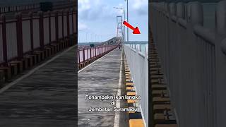 Download lagu Tonton sampai selesai..! penampakan ikan langkah di jembatan SURAMADU  #shortsviral #suramadu mp3