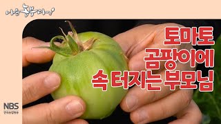 [나는농부다 241회] 토마토 곰팡이에 속 터지는 부모님