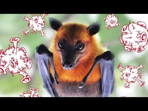 SLOW LORIS & WILDLIFE NEW REHABILITATION CENTER