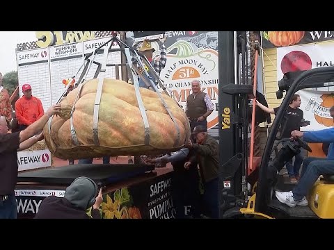 No Comment: California's giant pumpkins