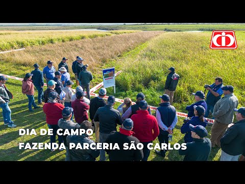 Novas cultivares de pasto são sucesso no extremo sul do Brasil