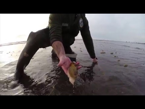 Digging Razor Clams in Washington
