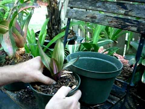 Removing a bromeliad pup and potting it up