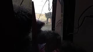 Video preview image #1 Poodle (Standard)-Unknown Mix Puppy For Sale in Visalia, CA, USA