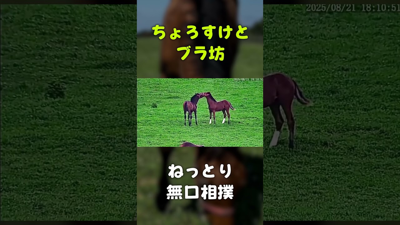 ちょろすけとブラ坊 ねっとり無口相撲