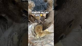 Download lagu Kalo lagi laper nyamperin🤏🏻🤣🐿️ #bajingkelapa #cute #tupai #animals #tupailucu mp3 Download lagu Kalo lagi laper nyamperin🤏🏻🤣🐿️ #bajingkelapa #cute #tupai #animals #tupailucu mp3