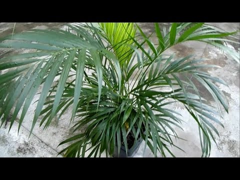 Goldfruchtpalme oder Zimmerpalme - Dypsis Lutescens