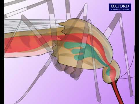 Animation 23.1 The transmission cycle of malaria