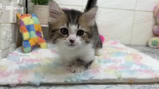 ミヌエットの動画01