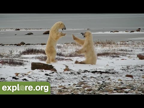 הדוב הלבן: קטעים משעשים מהיצור הענק • צפו