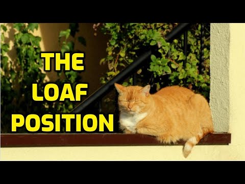 What Does It Mean When Cats Loaf?