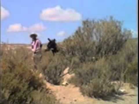 EL GORDO BARROJO - AMANCAES.