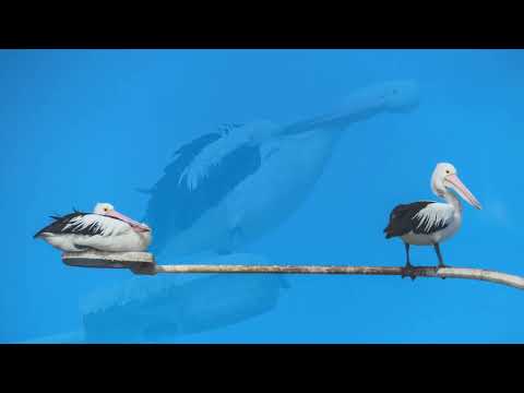 Thumbnail for 2025 marzo 21 Isla de los canguros (Australia). Vuelta al Mundo 2025. MSC Magnifica