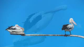 2025 marzo 21 Isla de los canguros (Australia). Vuelta al Mundo 2025. MSC Magnifica