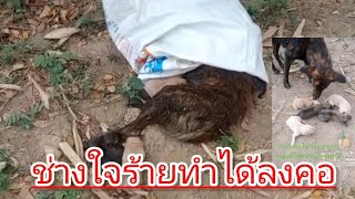ใครช่างใจร้ายทำได้ลงคอ หมาจรก็มีชีวิตจิตใจ