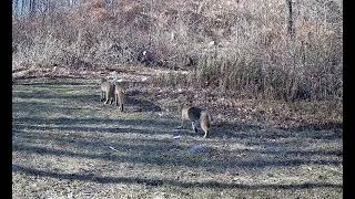 Bobcat Mama and her two kittens in Foster, RI 