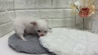 チワワ（ロング）の動画01