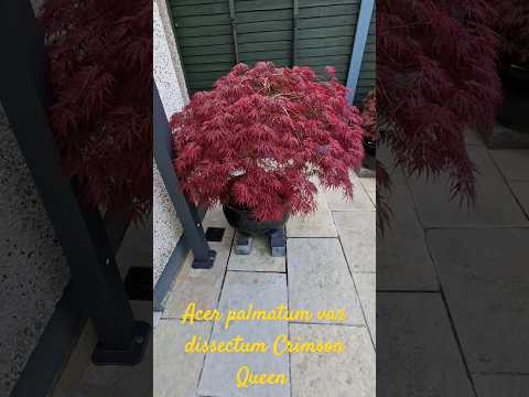 Season 2: Acer Palmatum var Dissectum Crimson Queen #beautiful