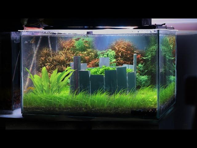 HOW TO: Building a LOW TECH Planted Aquarium | TonyTanks