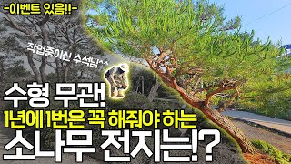 [이벤트 또 있음!!] 수형 상관없이 1년에 한 번 꼭 해줘야 하는 소나무 전지는?