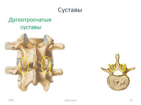 Желатин листовой для суставов Сколько стоит ортопедическая подушка при шейном остеохондрозе