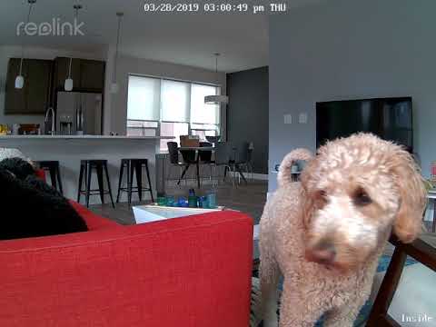Daytime Video Sample | Reolink 5MP Camera