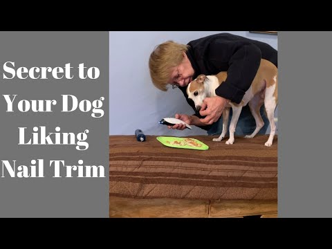 Diamond Dog Training LLC video.